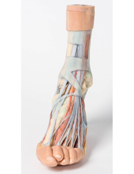 Oberflächliche und tiefe Präparation von Bein und Fuß - Erler Zimmer 3D-Anatomie Serie MP1920