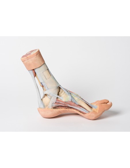 Oberflächliche und tiefe Präparation von Bein und Fuß - Erler Zimmer 3D-Anatomie Serie MP1920