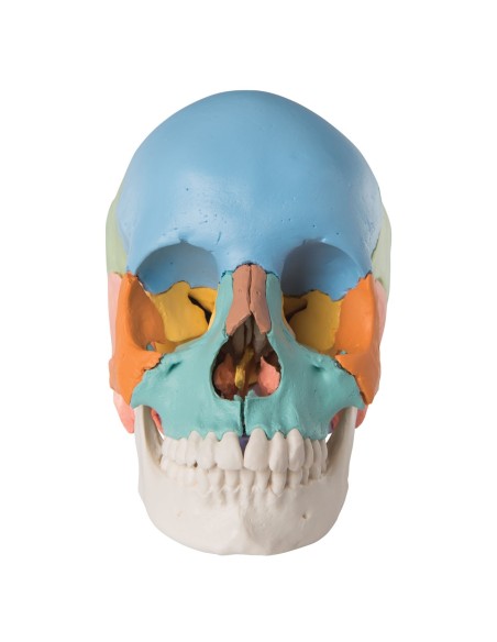 Colorful educational skull decomposable into 22 parts to study skull anatomy 3B Scientific A291