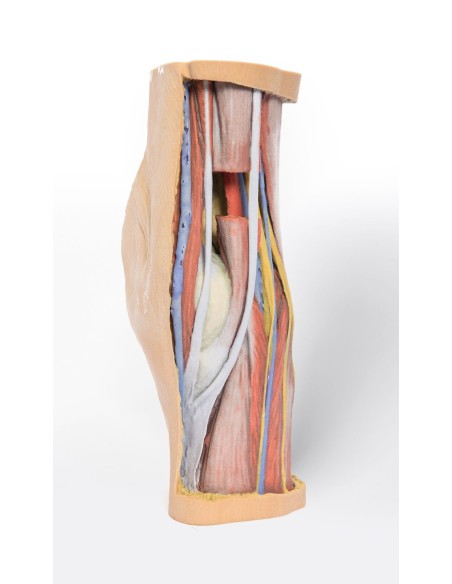 Tiefe Dissektion der Fossa poplitea - Erler Zimmer 3D anatomy Series MP1830