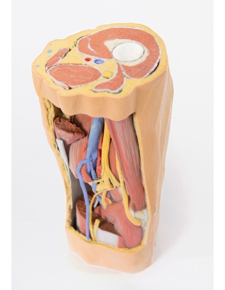Popliteal fossa with distal thigh and proximal leg - Erler Zimmer 3D anatomy Series MP1820