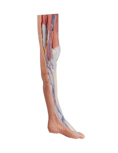 Superficial dissection of the lower limb - Erler Zimmer...