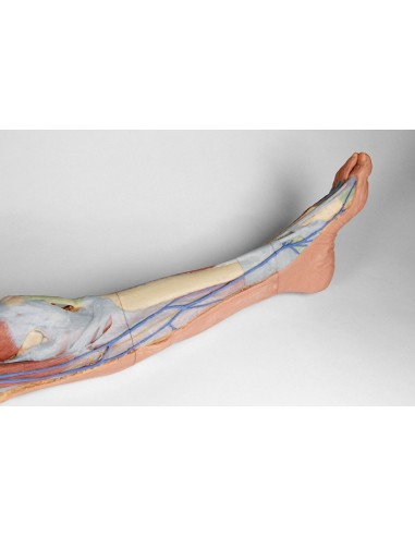 Superficial dissection of the lower limb -...