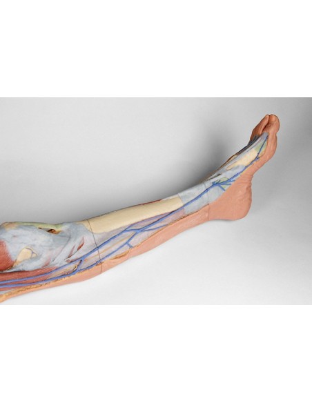 Superficial dissection of the lower limb - Erler Zimmer 3D anatomy Series MP1816