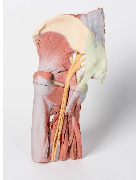 Dissection profonde du bassin de la cuisse gauche - Erler Zimmer 3D anatomy Series MP1813