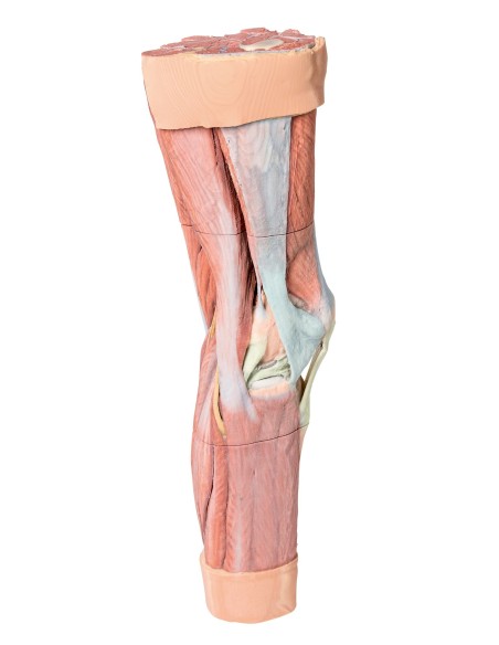 Dissection des muscles des membres inférieurs - Erler Zimmer 3D anatomy Series MP1810