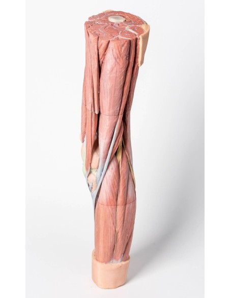 Dissection des muscles des membres inférieurs - Erler Zimmer 3D anatomy Series MP1810