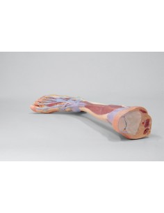 Dissezione profonda dell'arto inferiore - Erler Zimmer 3D... 2