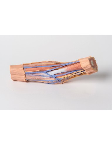 Fossa cubitale  - Erler Zimmer 3D anatomy...