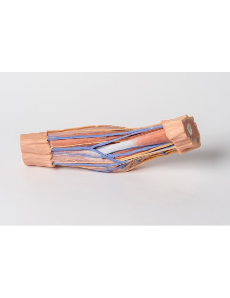 Cubitalfossa - Erler Zimmer 3D-Anatomie Serie MP1750