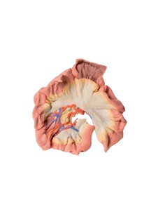 Intestino, porzione di digiuno - Erler Zimmer 3D anatomy...
