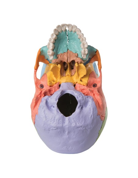 Colorful educational skull decomposable into 22 parts to study skull anatomy 3B Scientific A291