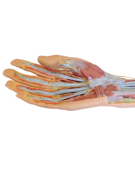 Disección superficial y profunda de antebrazo y mano - Erler Zimmer 3D anatomy Series MP1512