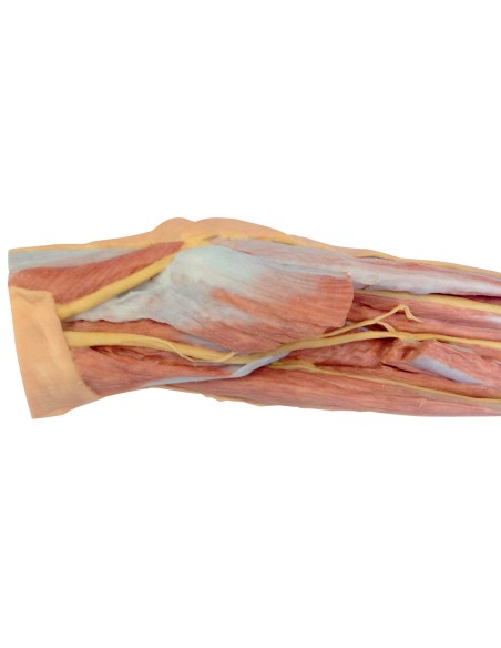 Superficial and deep forearm and hand dissection - Erler Zimmer 3D anatomy Series MP1512