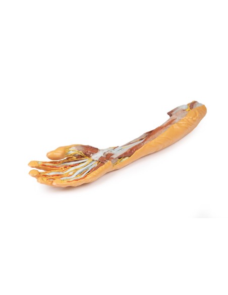 Superficial and deep forearm and hand dissection - Erler Zimmer 3D anatomy Series MP1512