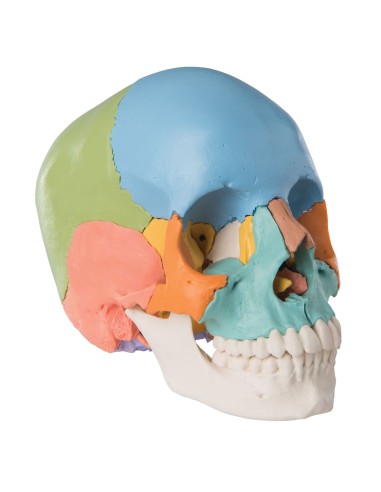 Cranio didattico colorato scomponibile in 22...