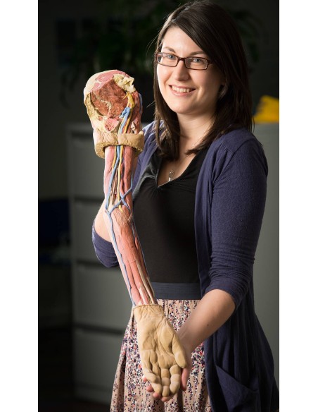 Dissezione dell'arto superiore - Erler Zimmer 3D anatomy Series MP1500