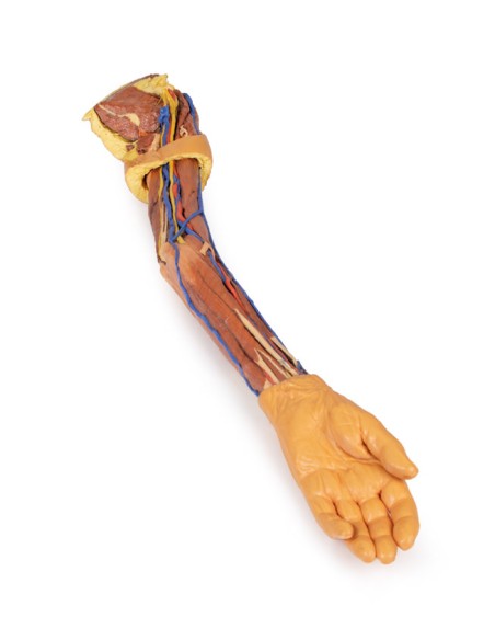 Dissection of the upper limb - Erler Zimmer 3D anatomy Series MP1500
