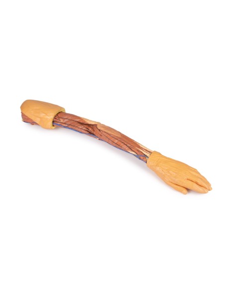 Disección del miembro superior - Erler Zimmer 3D anatomy Series MP1500