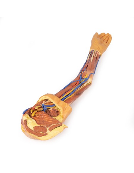 Dissection of the upper limb - Erler Zimmer 3D anatomy Series MP1500