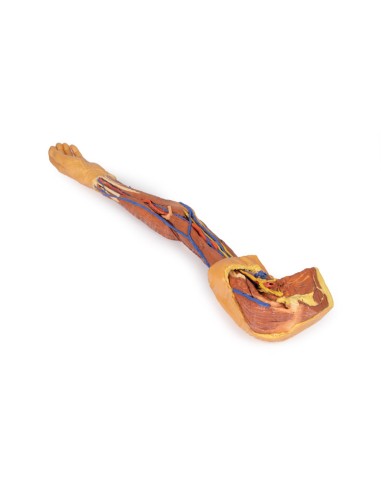 Dissection of the upper limb - Erler Zimmer 3D...