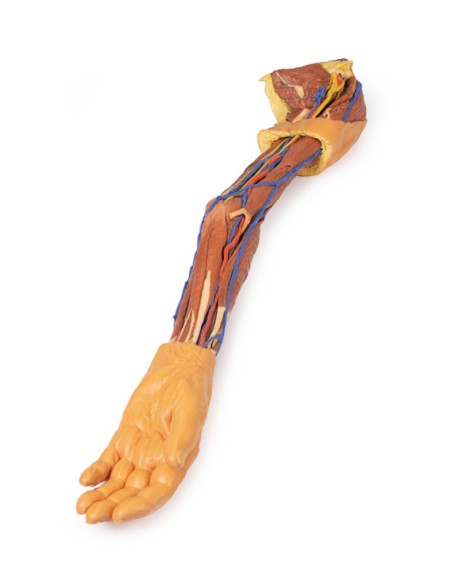 Dissection du membre supérieur - Erler Zimmer 3D anatomy Series MP1500