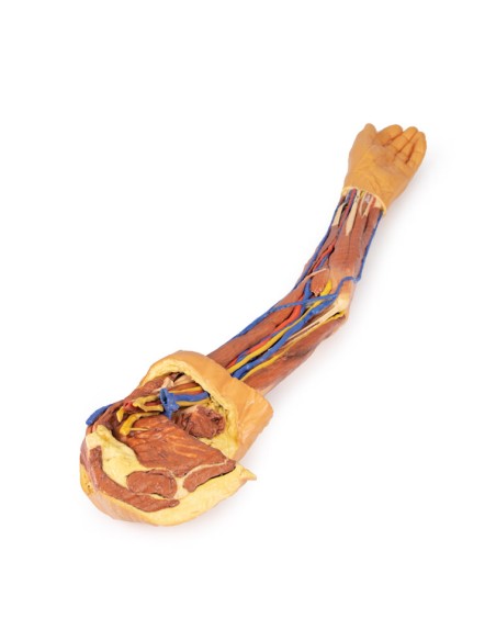 Dissection of the upper limb - Erler Zimmer 3D anatomy Series MP1500