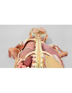 Dissection du système nerveux (vue arrière) - Erler... 2