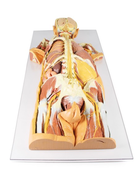 Disección del sistema nervioso (Vista posterior) - Erler Zimmer 3D anatomy Series MP1400