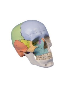 Erler Zimmer, colored classical skull model, decomposable...
