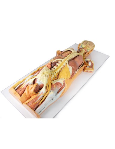 Dissection of the nervous system (Rear view) -...