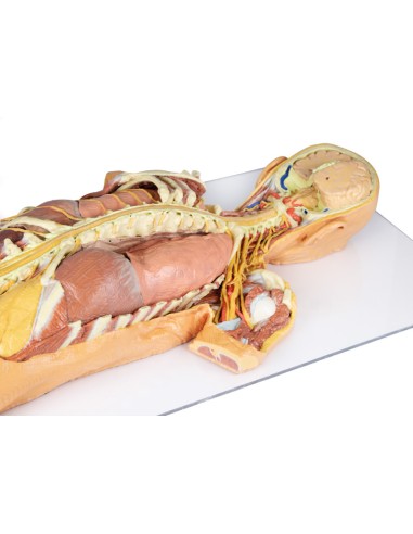 Dissection of the nervous system (Rear view) -...