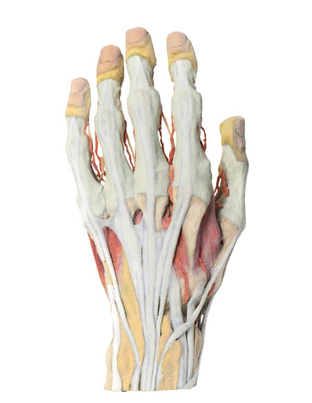 Disección de mano Erler Zimmer MP1530