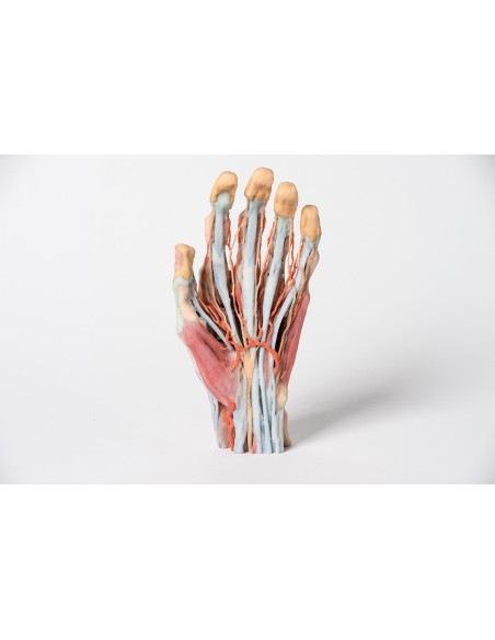 Dissezione della mano Erler Zimmer MP1530